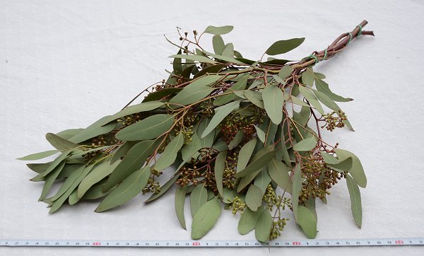 花材 ユーカリポポラスベリー