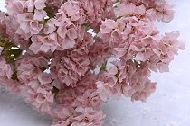 ドライフラワー通販 通信講座 生花 ドライフラワー教室lemon Grass 大阪府 枚方市